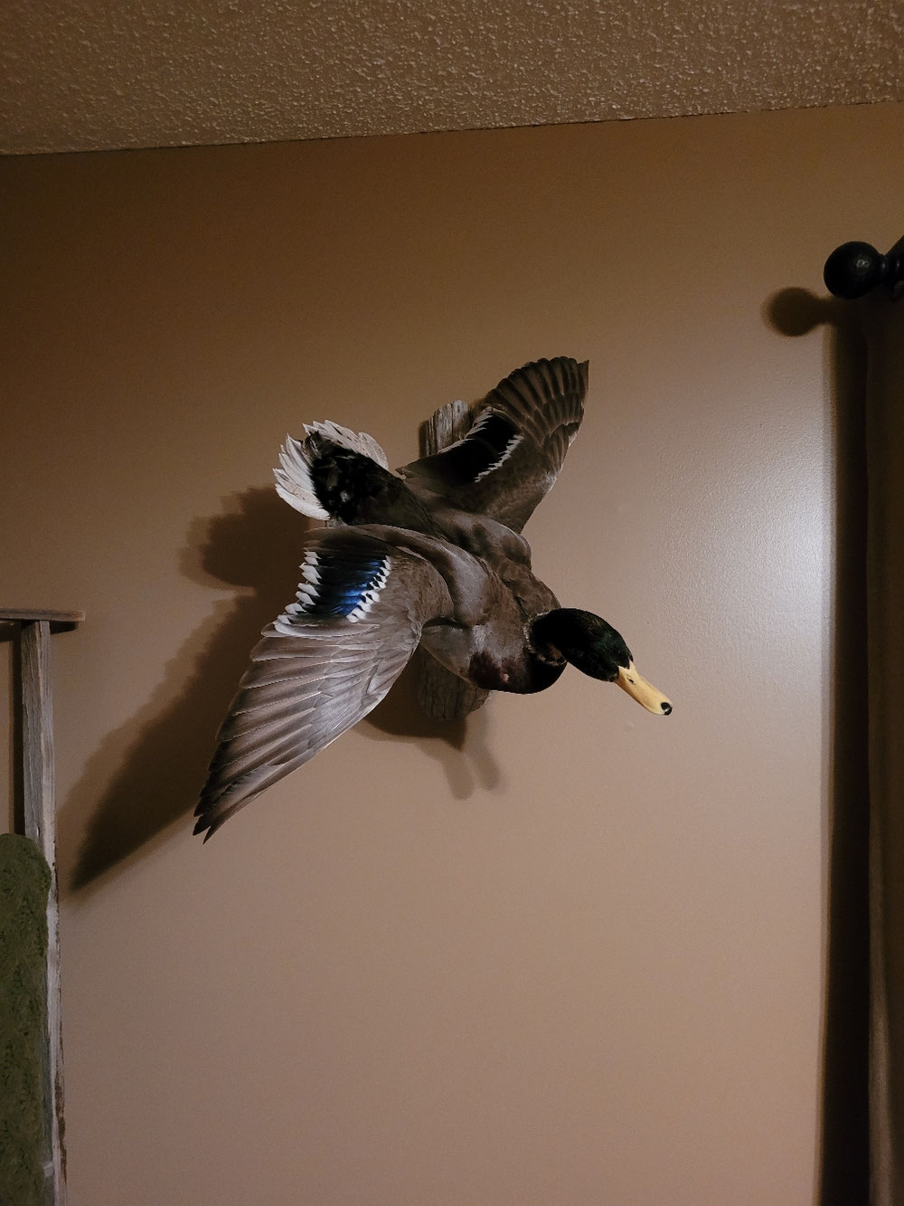 Ente 1