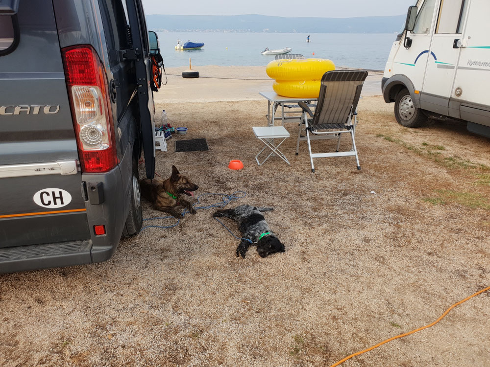 Die Hunde sind jedenfalls todmüde