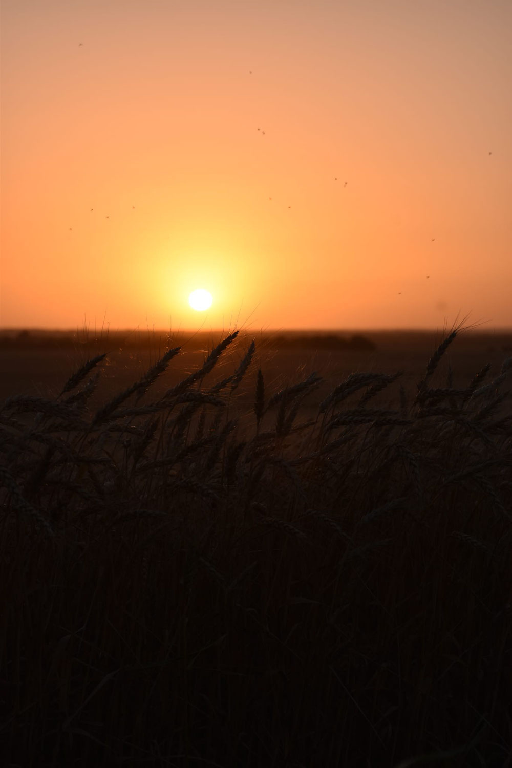 Und da findet sie den Zauber der Prärie. Nicht mehr lange und dann ist Wheat Harvest Kansas🤠🚜