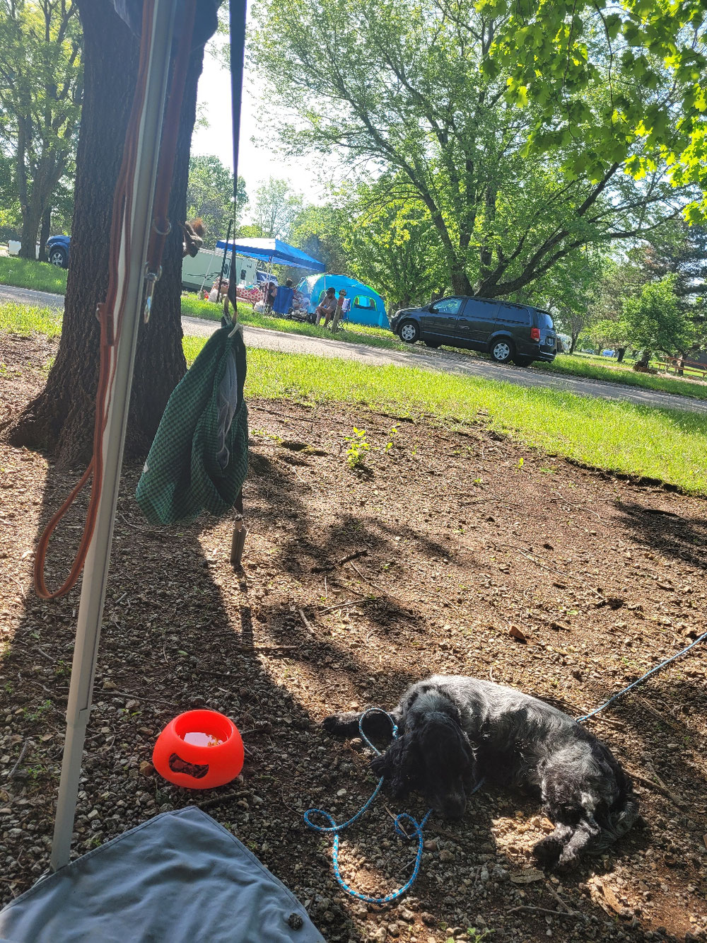 Zum Glück schlafen die Hunde 🐕 (schaut auf den Baumstamm)