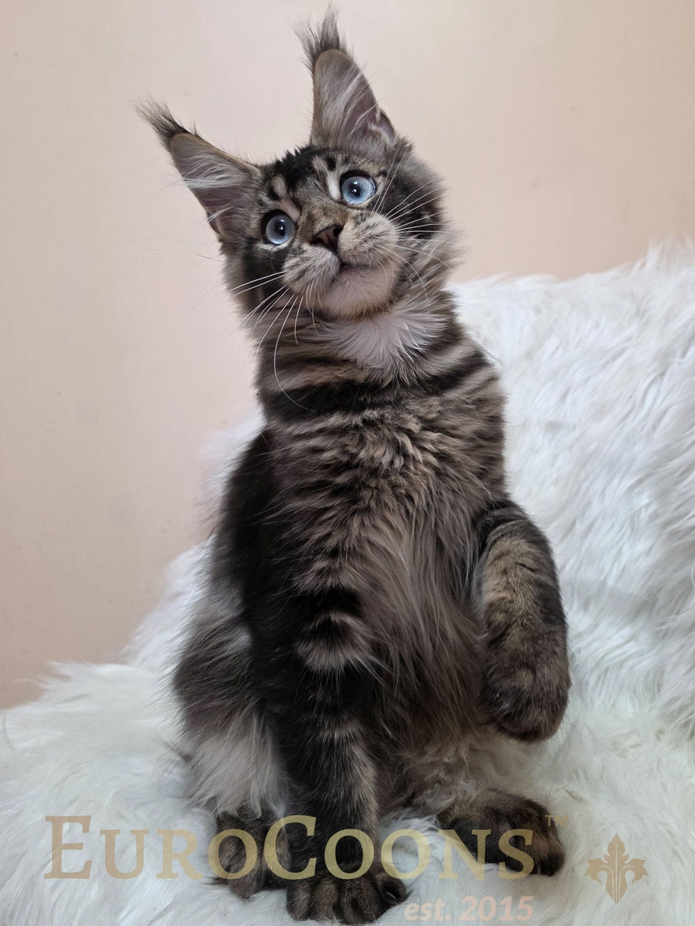 California Maine Coon Kittens