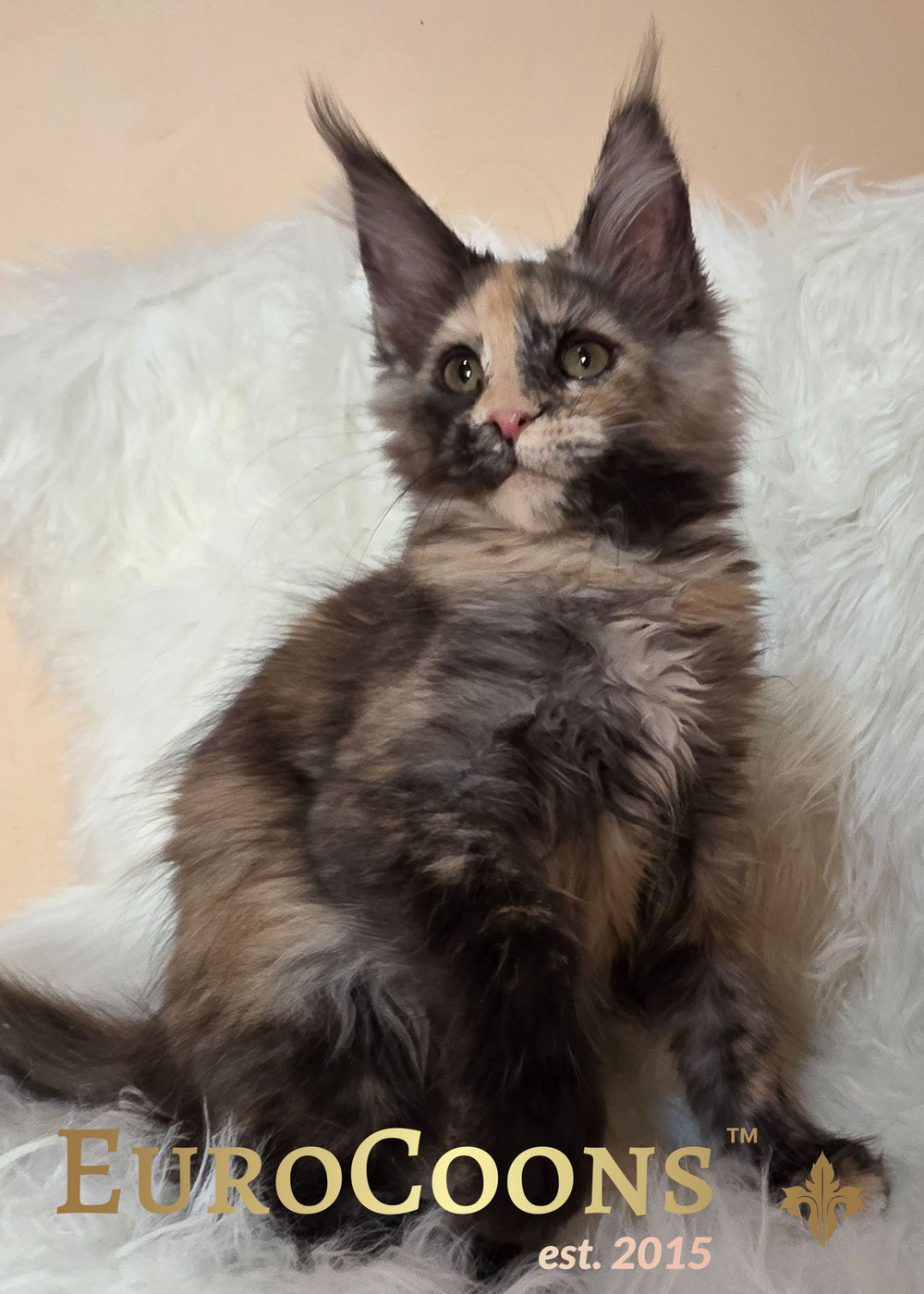 Smoke Tortie European Maine Coon Female Bred and raised at EuroCoons™