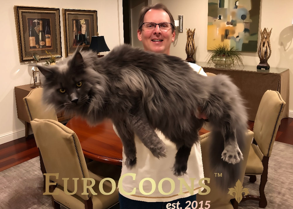 Maine Coons Size