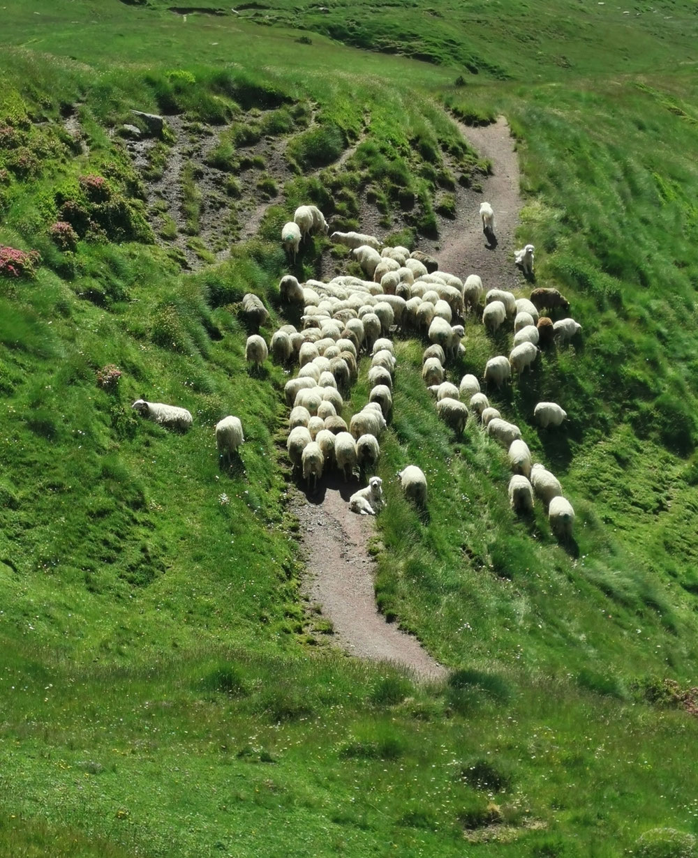 Die besagte Schaf Herde 