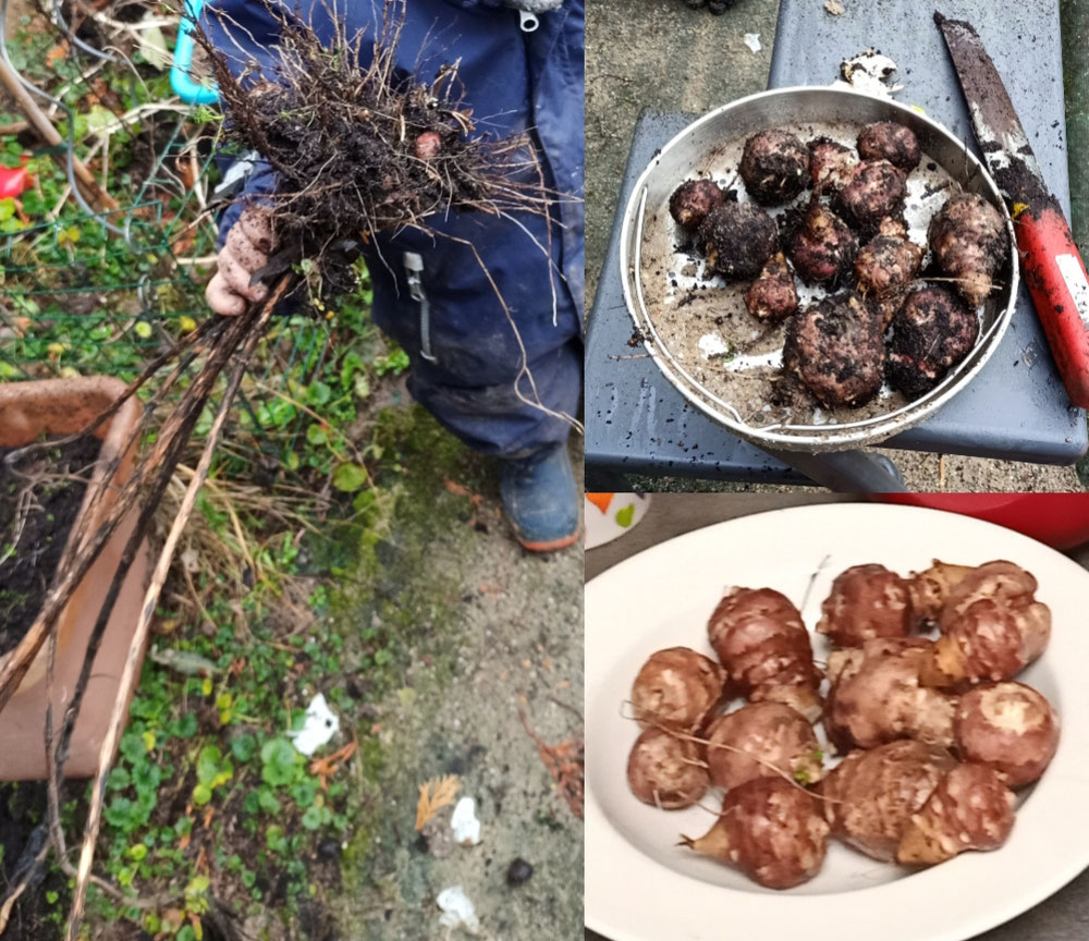 Anfang Februar  haben wir im Garten Topinambur aus dem Blumentopf geerntet, angeschaut, gewaschen (ohne Erde sieht die Knolle rötlich aus) , gekocht, geschält und aufgegessen