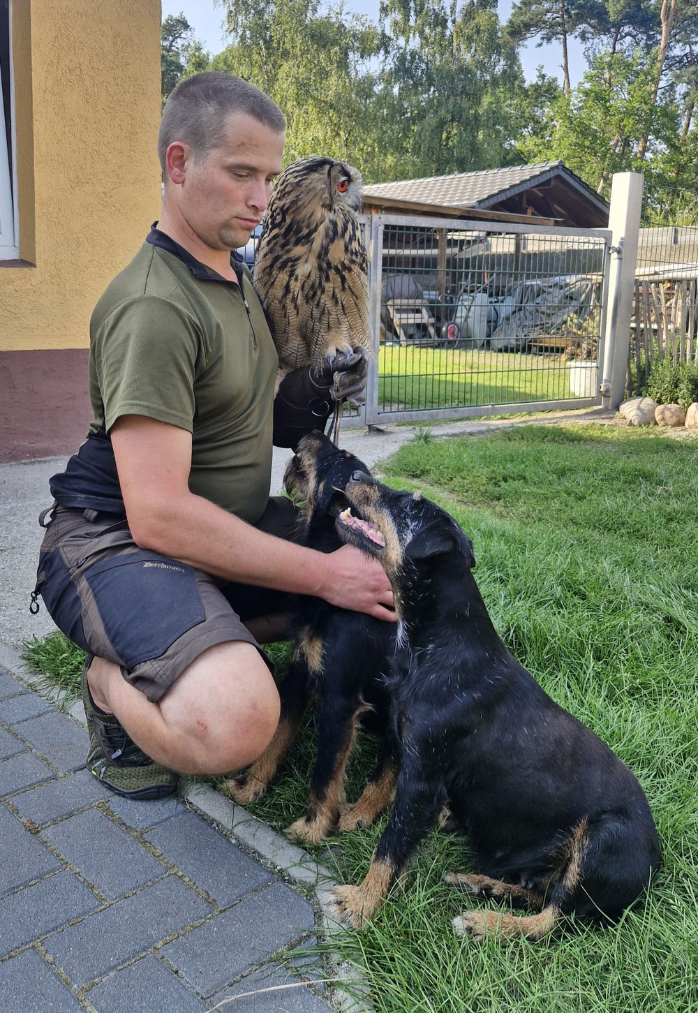 Terrier mit Harris Hawk und sibirischer Uhu arbeiten auch gut zusammen und verstehen sich auch. 