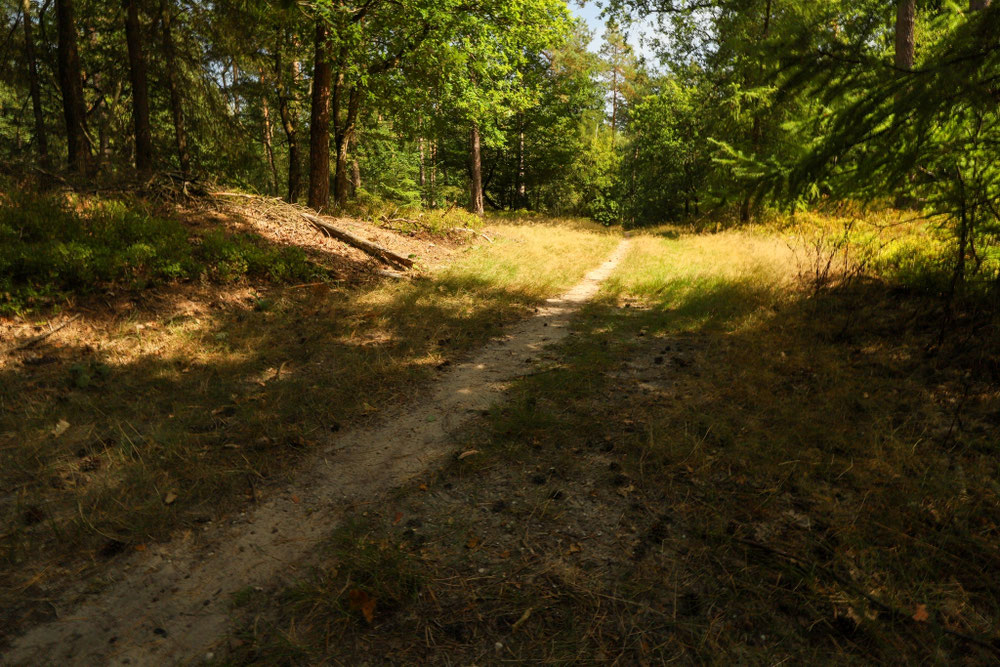 Lierderbos 