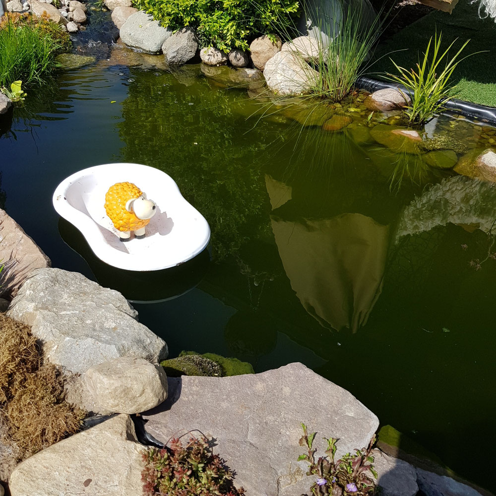 Klein Orange schwimmt mit den Fischen.