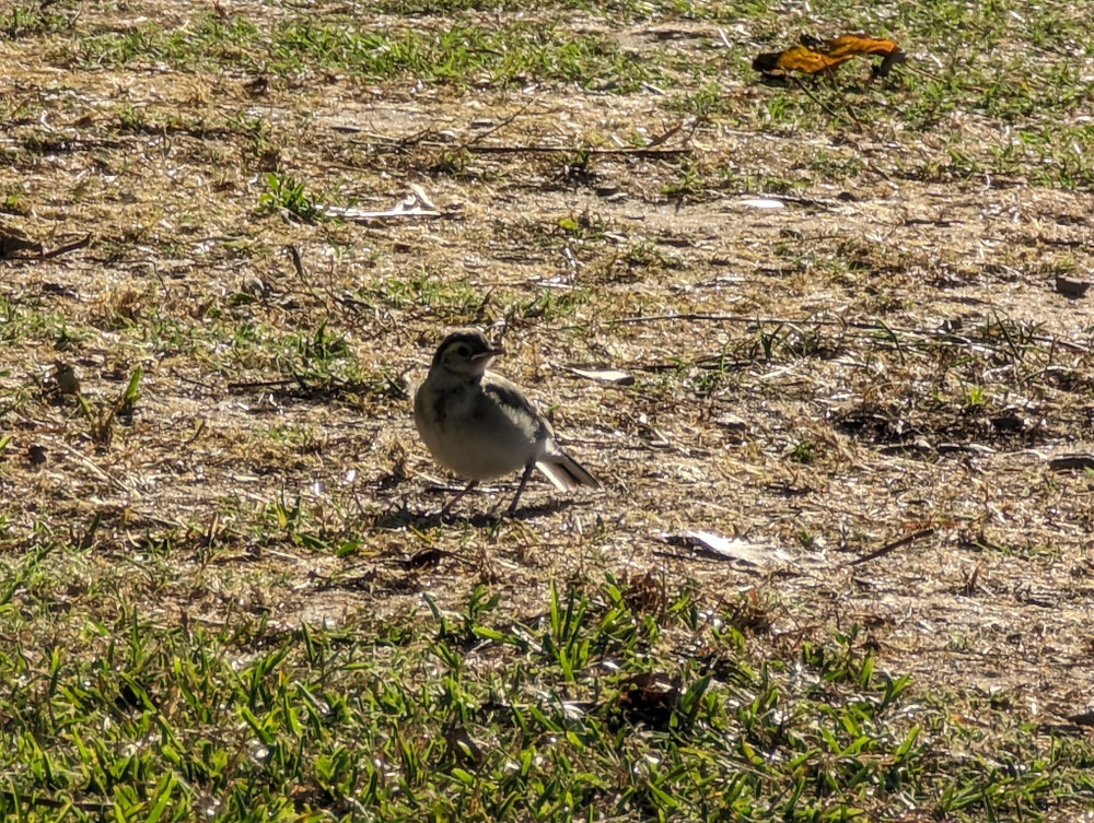 Mutter-Vogel