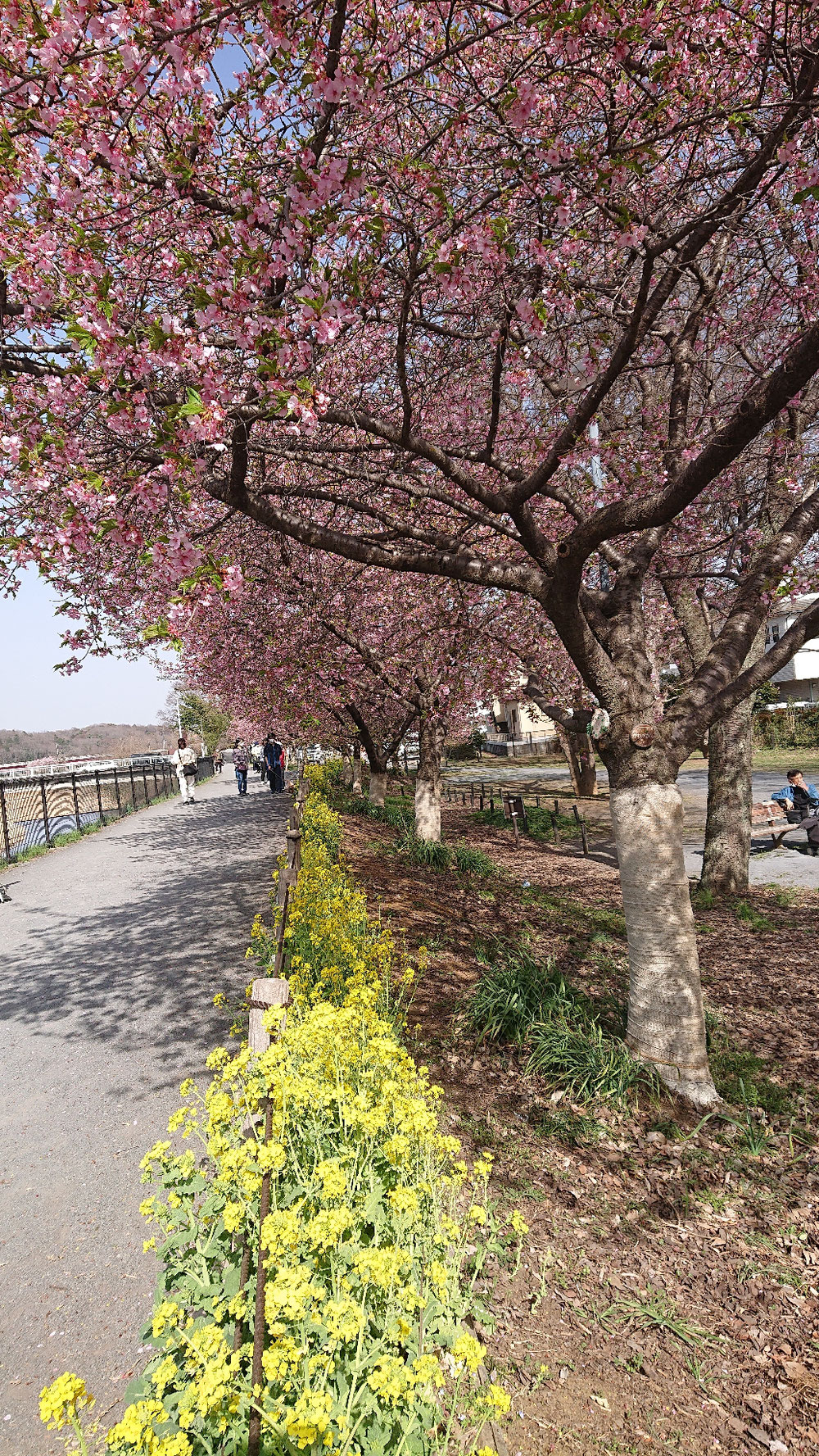 河津桜🌸菜の花🌼