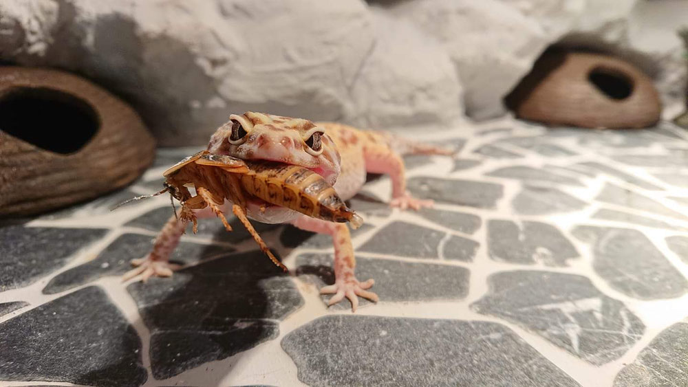 Leopardgecko mit einer argentinischen Waldschabe