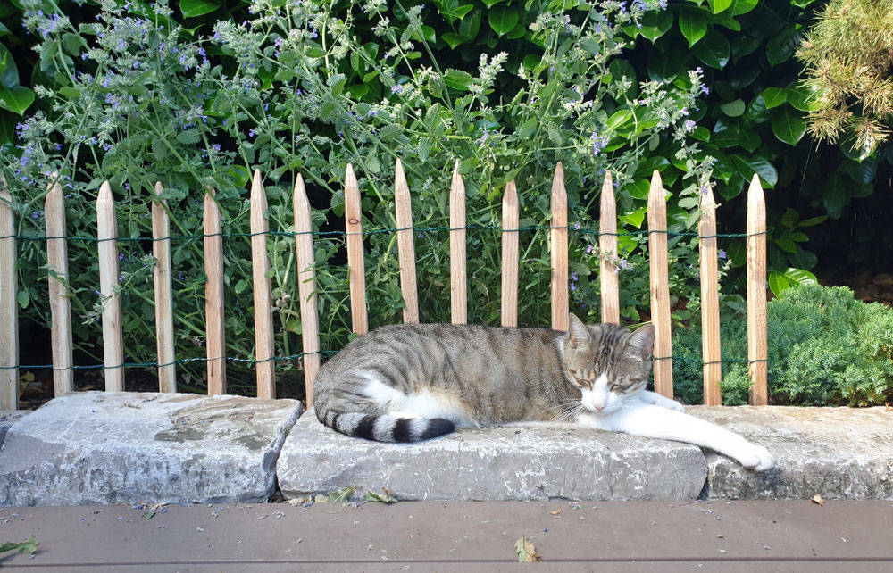 Katze Kasi fühlt sich Zuhause am Wohlsten...