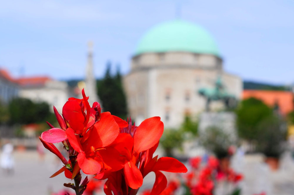 Flower from Pécs