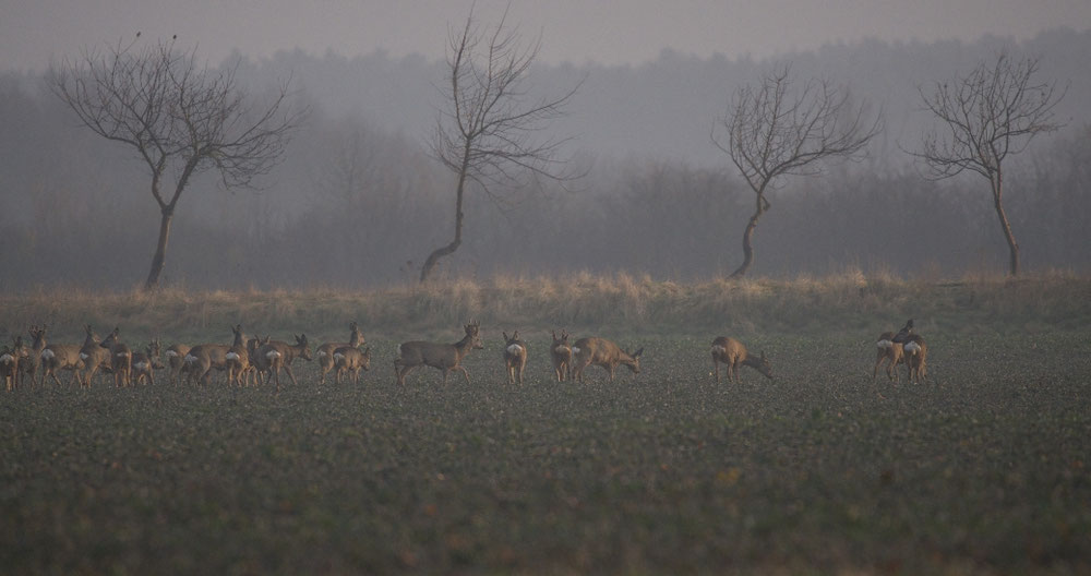 Rehwild im Jerichower Land – aufgenommen im Testgebiet