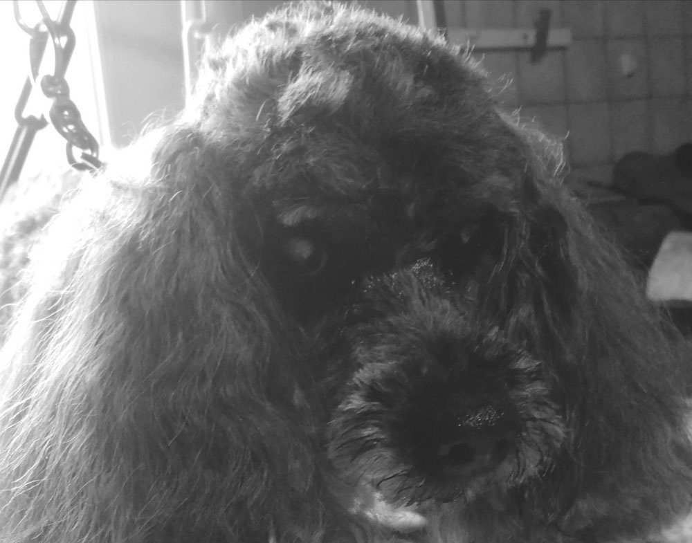 Gipsy💙