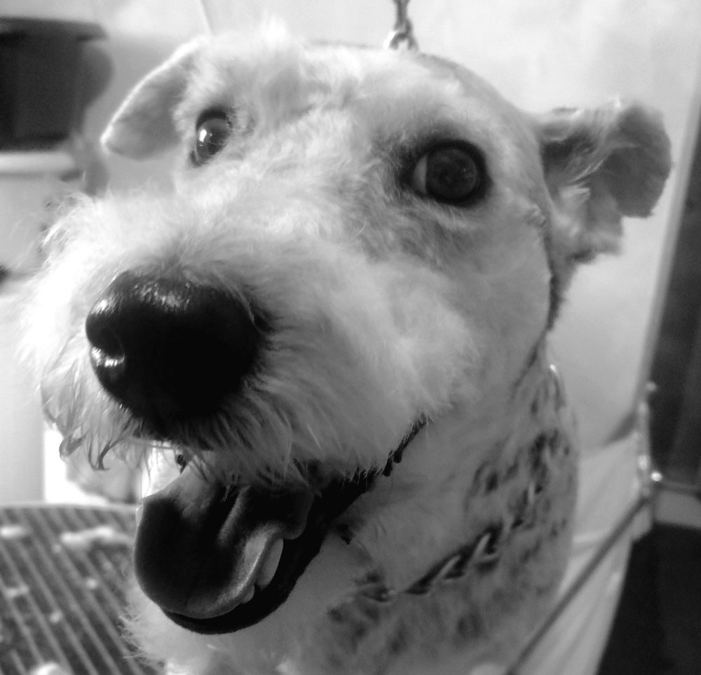 Zippo, ou la séance photo humoristique !!! 💙💙💙