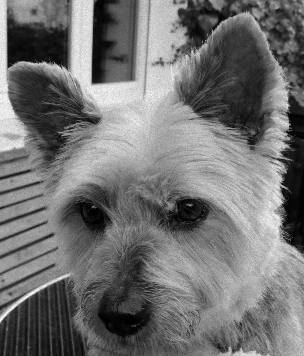 Gordon 🧡🧡🧡