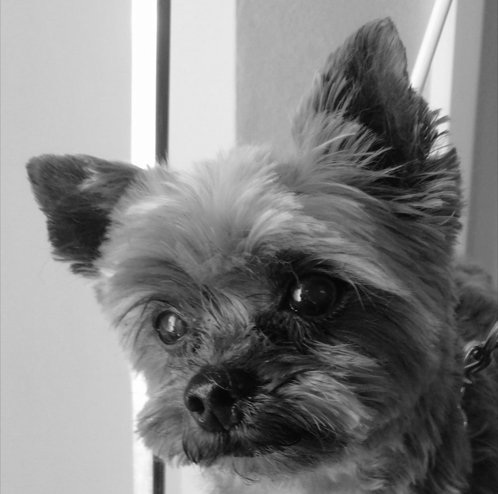 Balou 💙💙💙, 12 ans pépère, et bien conservé !! 