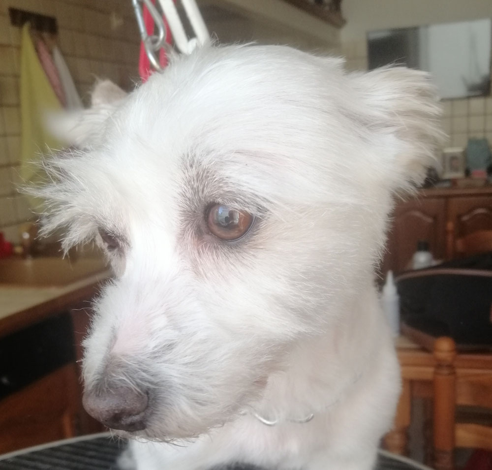 Choupette 💖💖💖