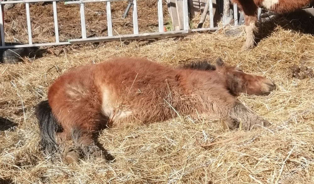 Le vieux bijou faisant la sieste 💤💤💤