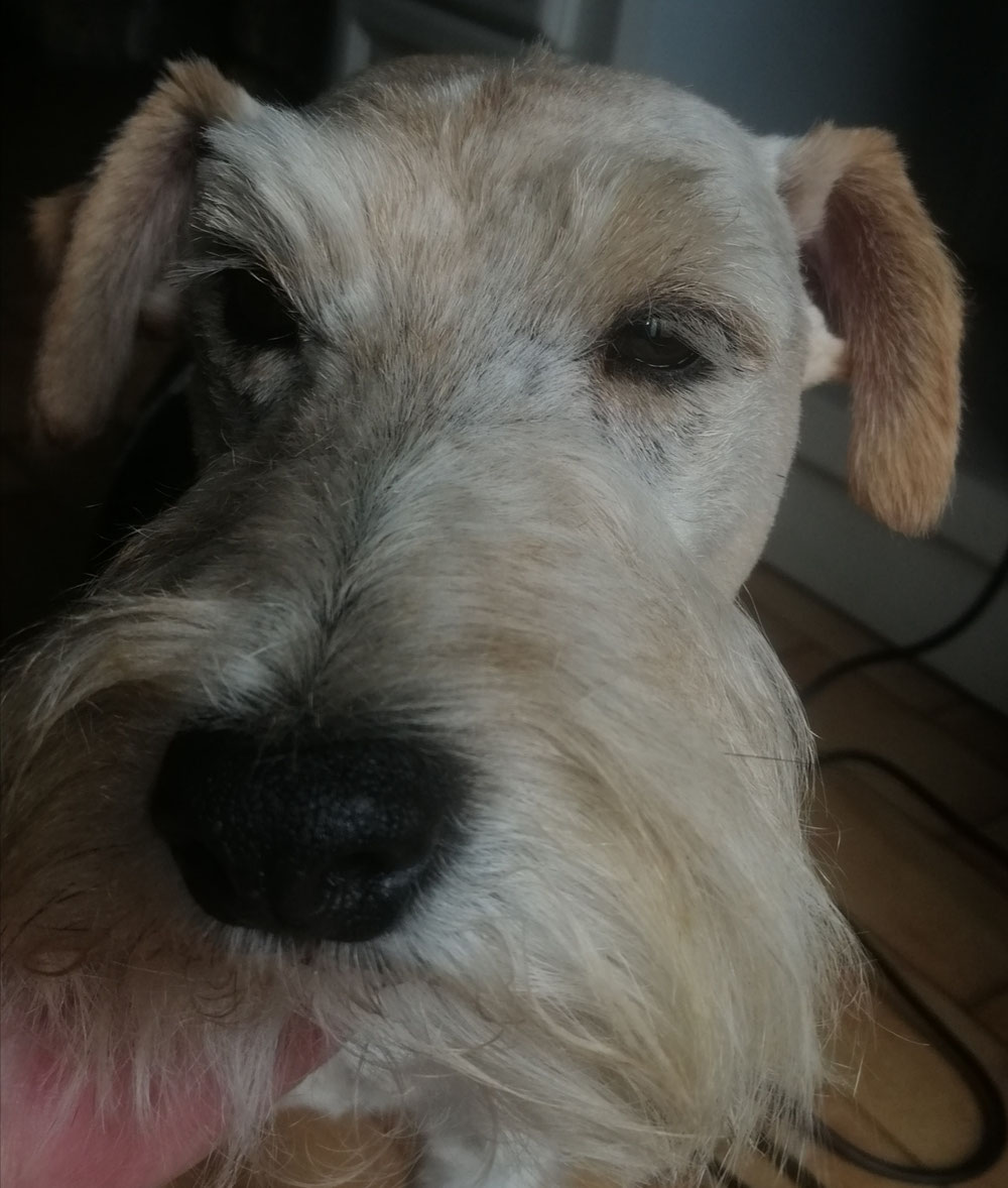 La belle Foxy 💝💝💝