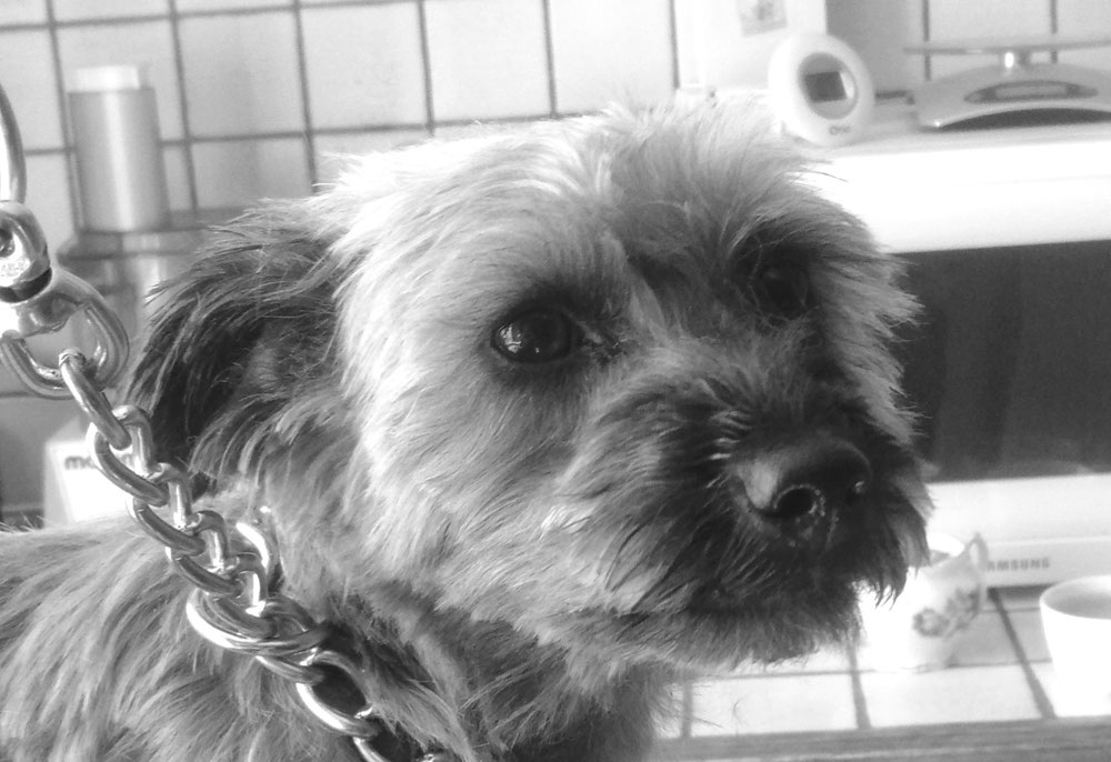 Willo 💜💜💜