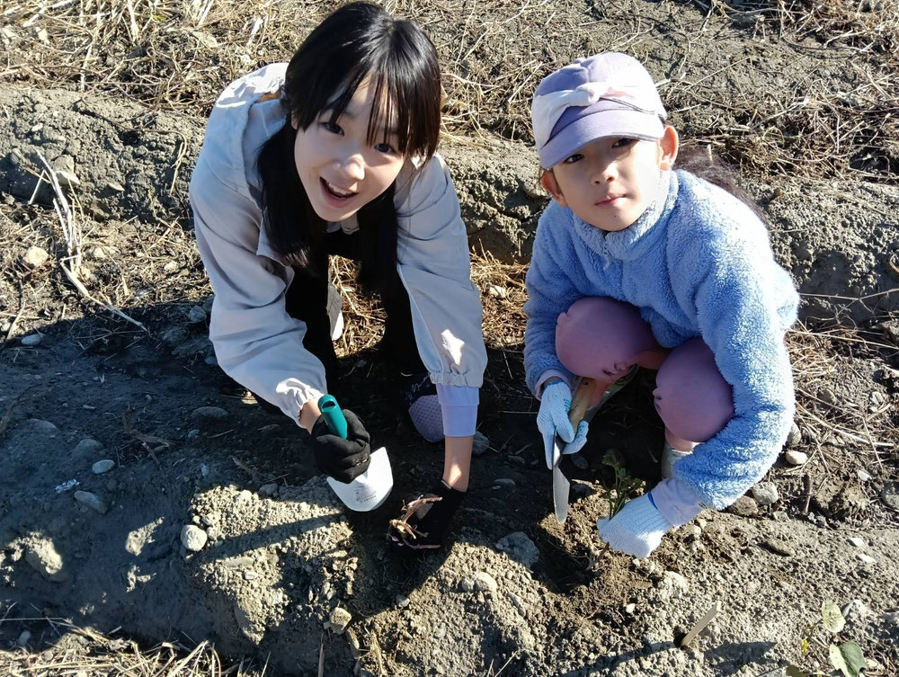 芋掘り