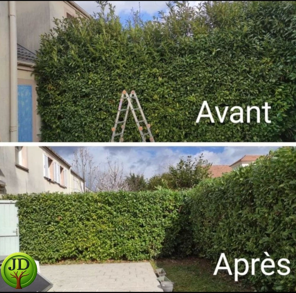 Taille de haie loges en josas 78350