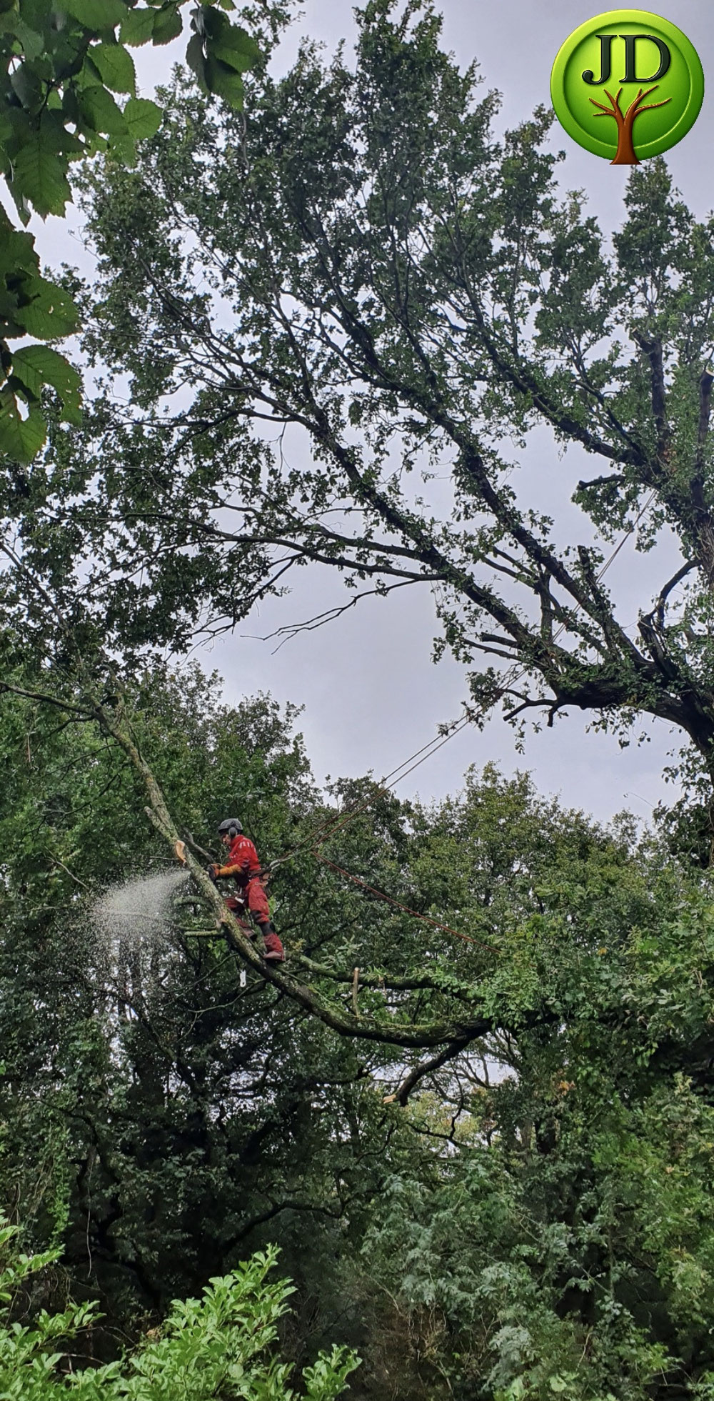 Elagueur à Verrières