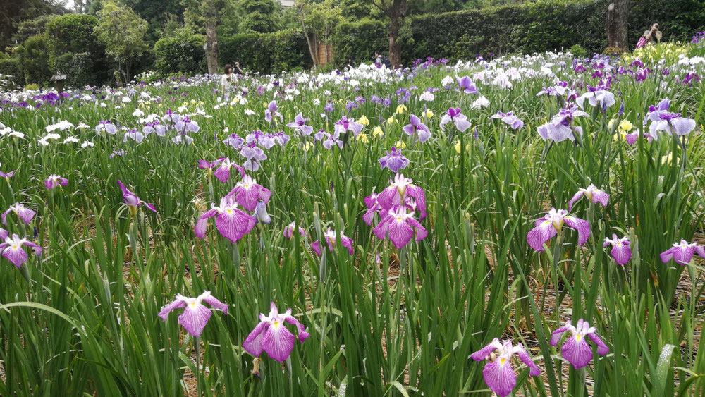 見渡す限りに花菖蒲