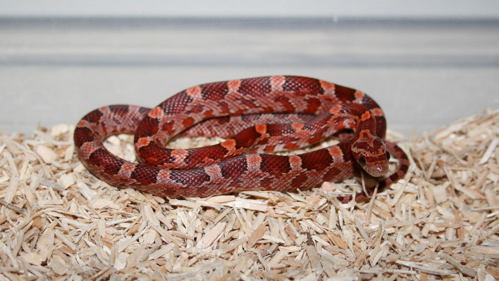 0.1 ( Cherry) het Amel Bloodred Charcoal Pied Striped 