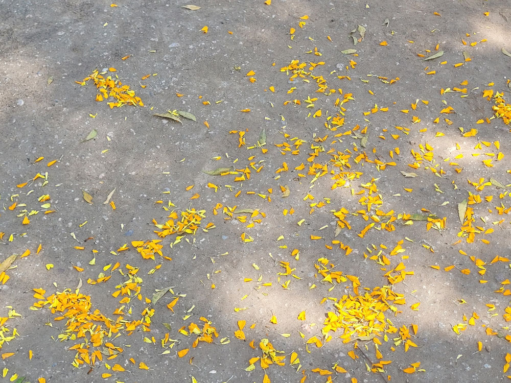  Kanigiri Blumenteppich zur Ankunft -  Foto: G. Peschers
