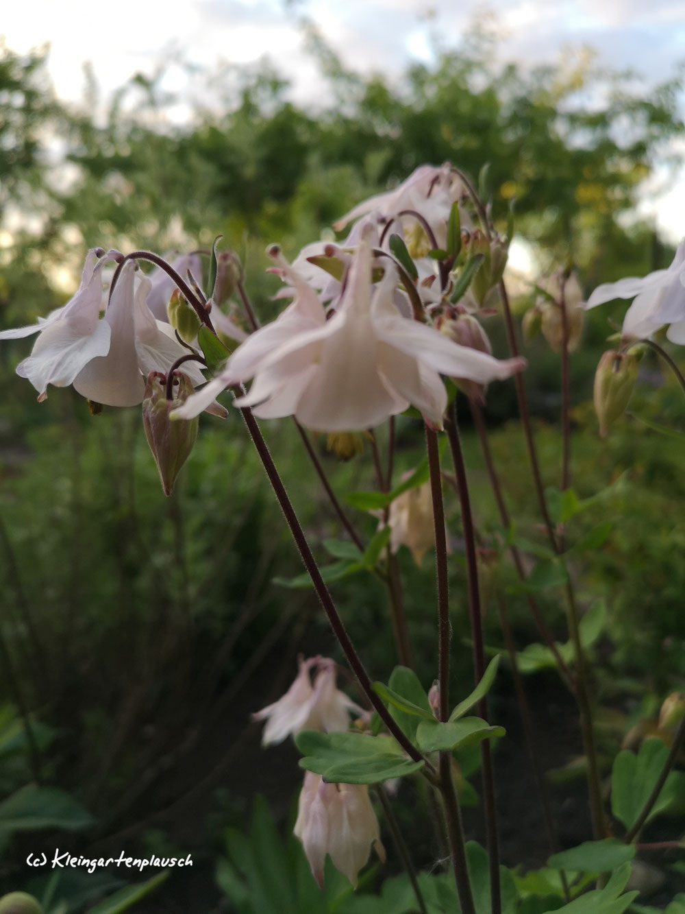 Vorbilder in Sachen Leichtigkeit - Aquilegia vulgaris, Akelei