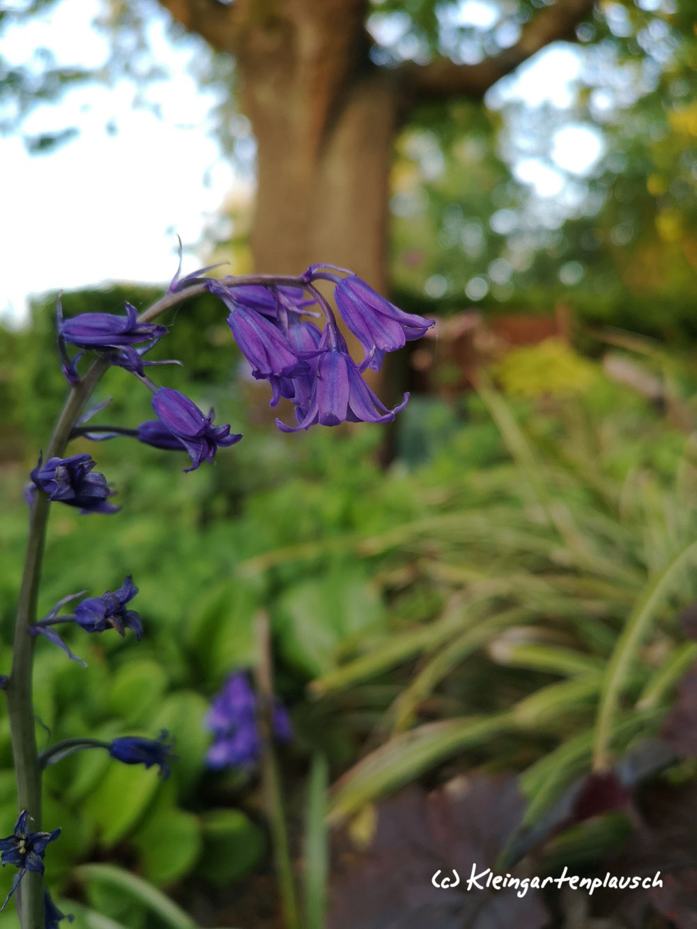 Sie haben schon etwas ausgeläutet, bewahren aber Haltung, Hyacinthoides non-scripta, Englisches Hasenglöckchen