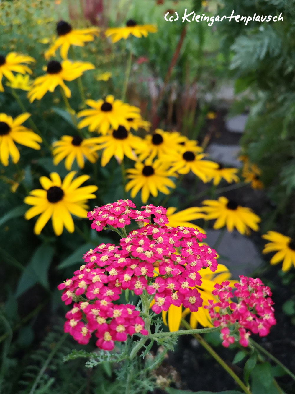 Feuer! Sonnenhut, Rudbeckia fulgida var. sullivantii "Goldsturm"und Kirschschafgarbe Achillea millefolium sind ein heißes Paar...