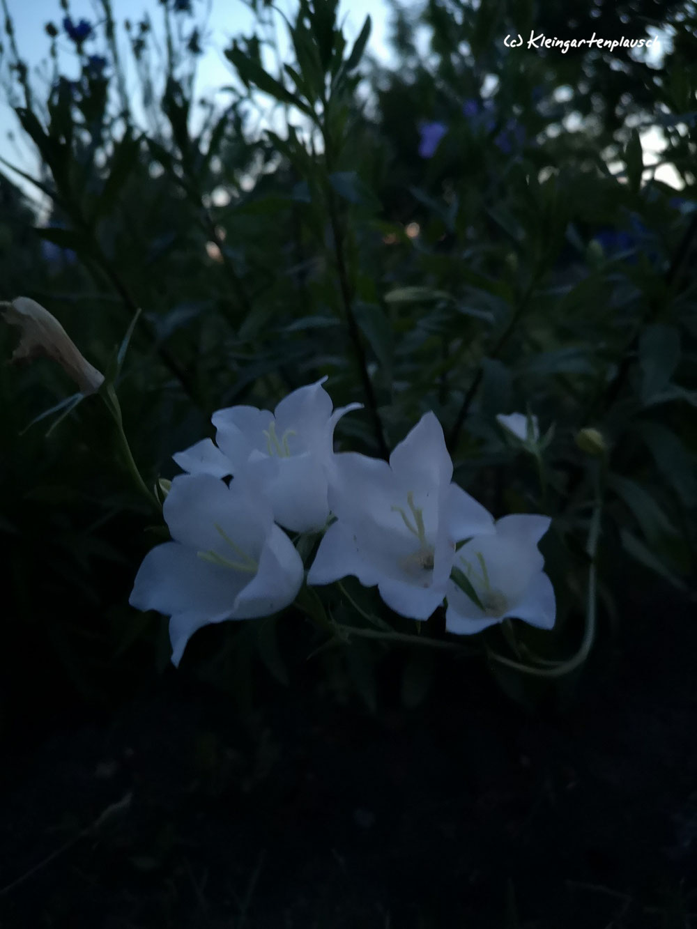 Huch, nun haben sie uns das Licht ausgemacht, aber ihre weiße Schwester leuchtet noch.