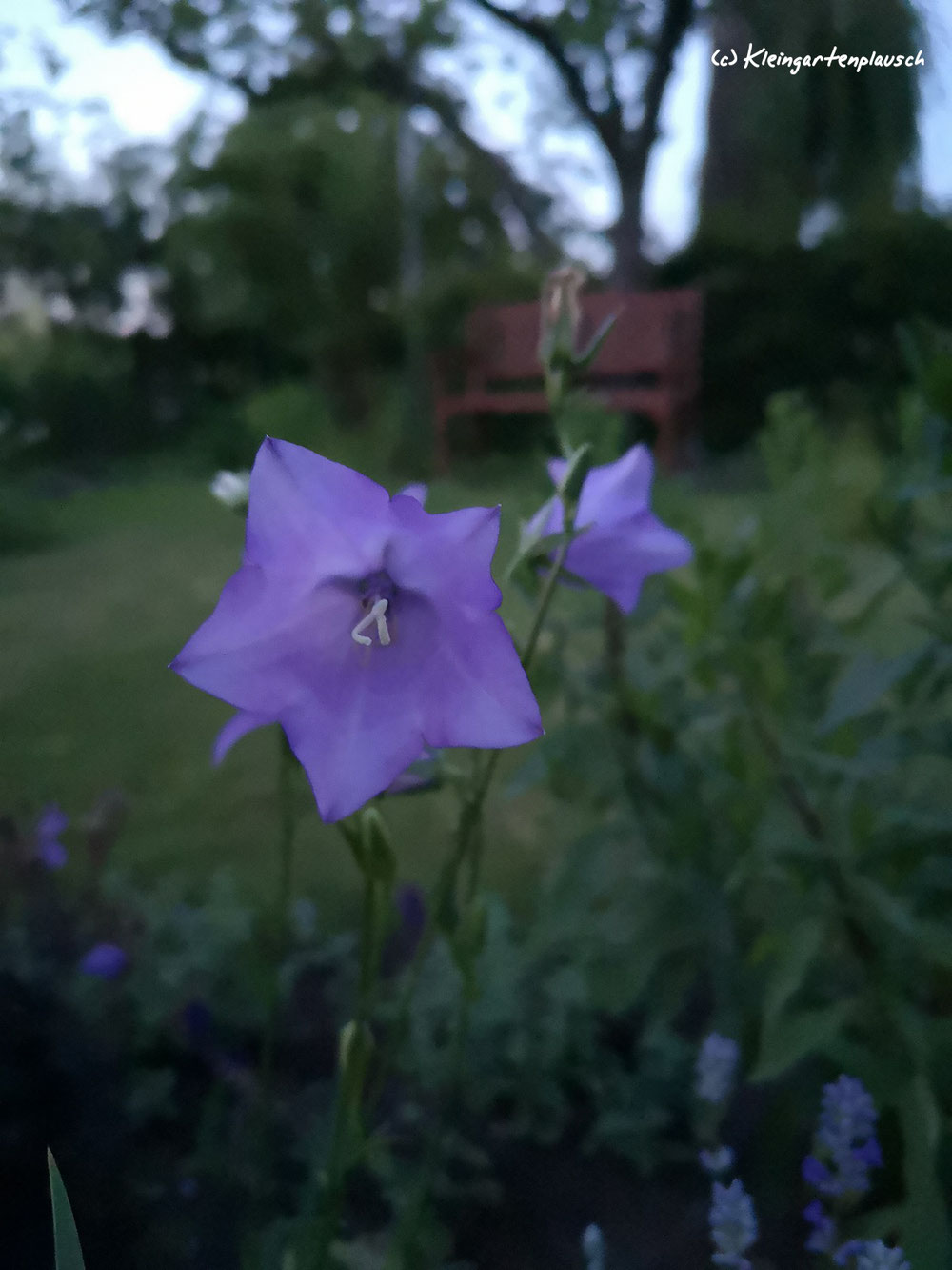 Ich liebe die Leichtigkeit der pfirsichblättrigen Glockenblume. Viele verfluchen sie - ich hoffe inständig, dass sie sich ordentlich versät.