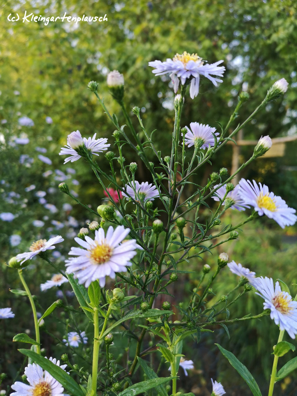 Ein Nahportrait von Frau Wucheraster