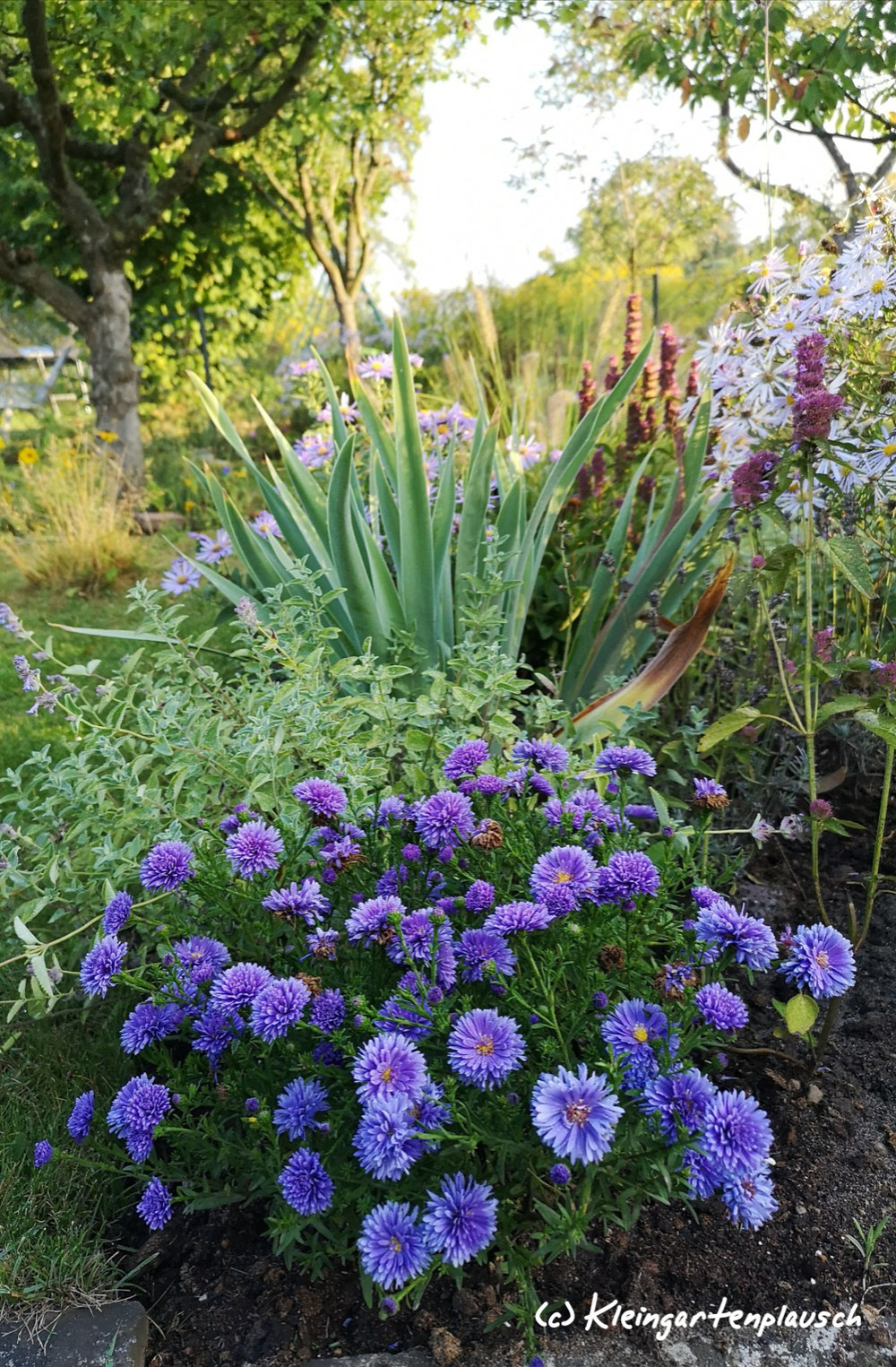 Das blaue Inselbeet...