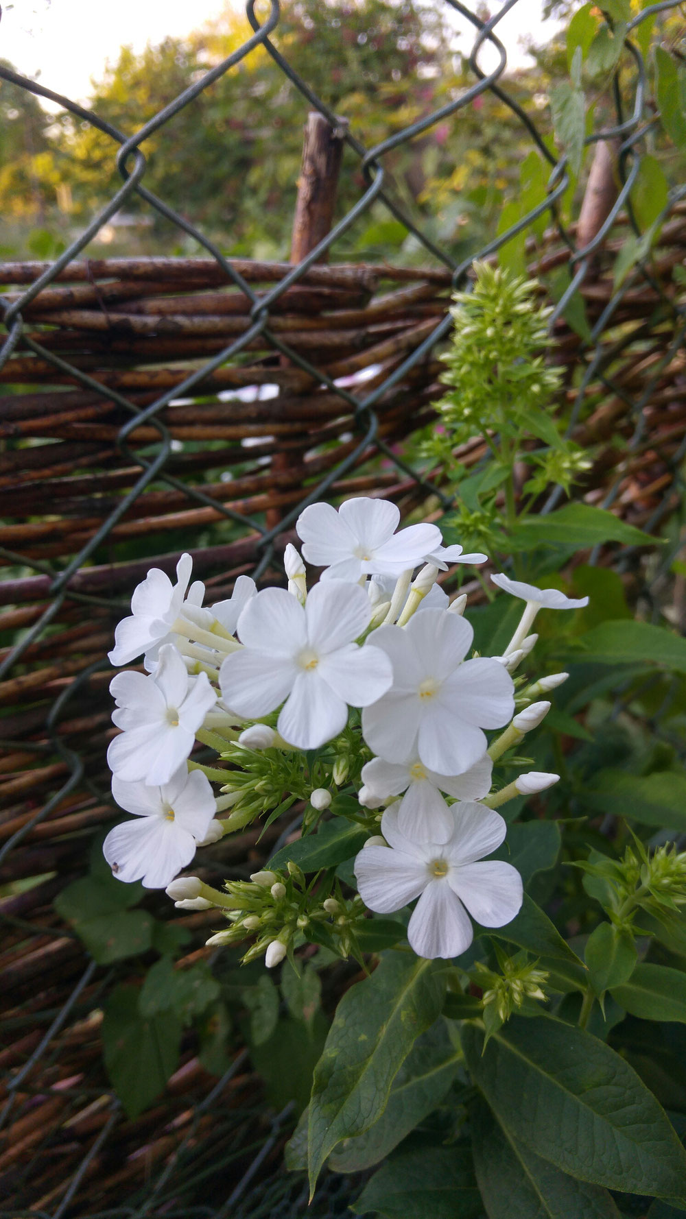 Zum krönenden Abschluss gibt es nochein Phlöxchen mit großem Zukunftspotential für meinen Garten: Er scheint mir ob Hitze oder Guss ganz unbeeindruckt. Leider kenne ich den Namen nicht. Er ist ein ÜbernZaun- Geschenk einer netten Gartenfreundin u n d der e i n z i g e, der quasi durchblüht!