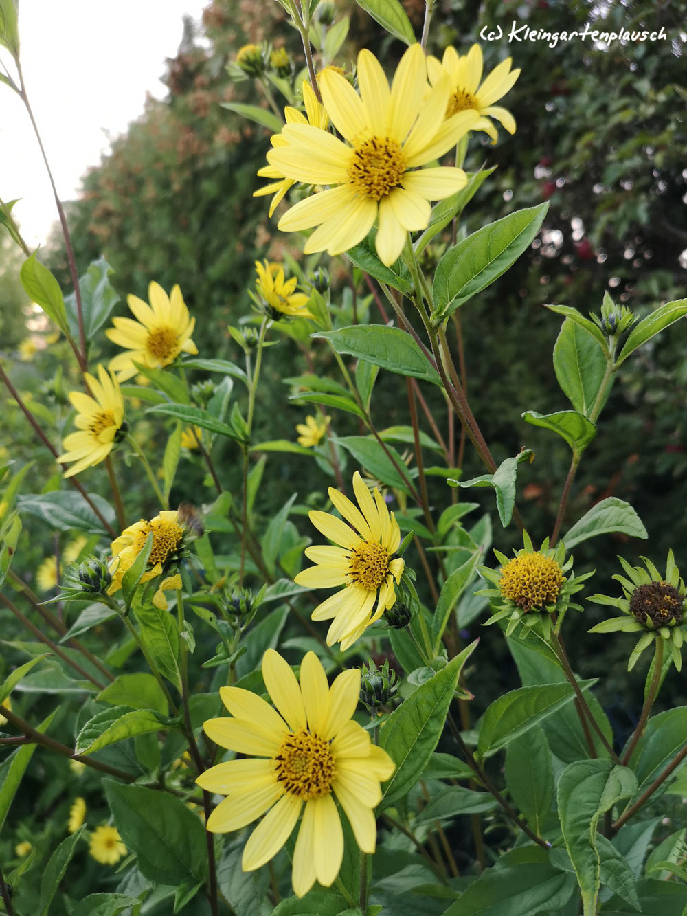 Sonnenblume Helianthus microceohalus "Lemon Queen" ist unsere Expertin in Sachen Sichtschutz und in SachenDurchsetzung: Wie halte ich gegenüber einer Thuja Stand?