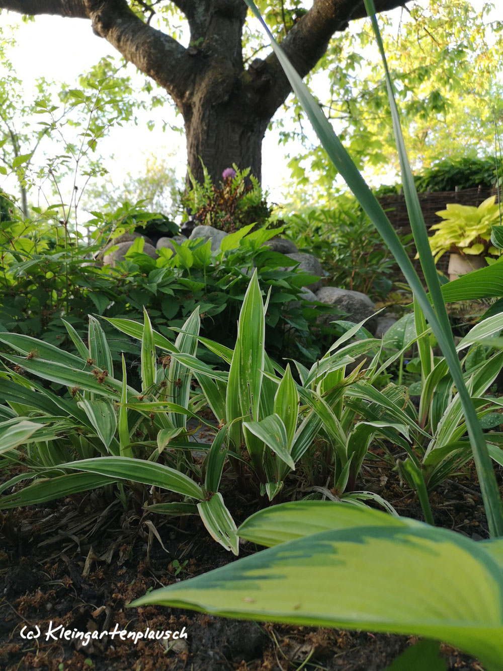 Farben, Strukturkontraste durch Carex plantaginea, Breitblattsegge und Hosta, Funkie