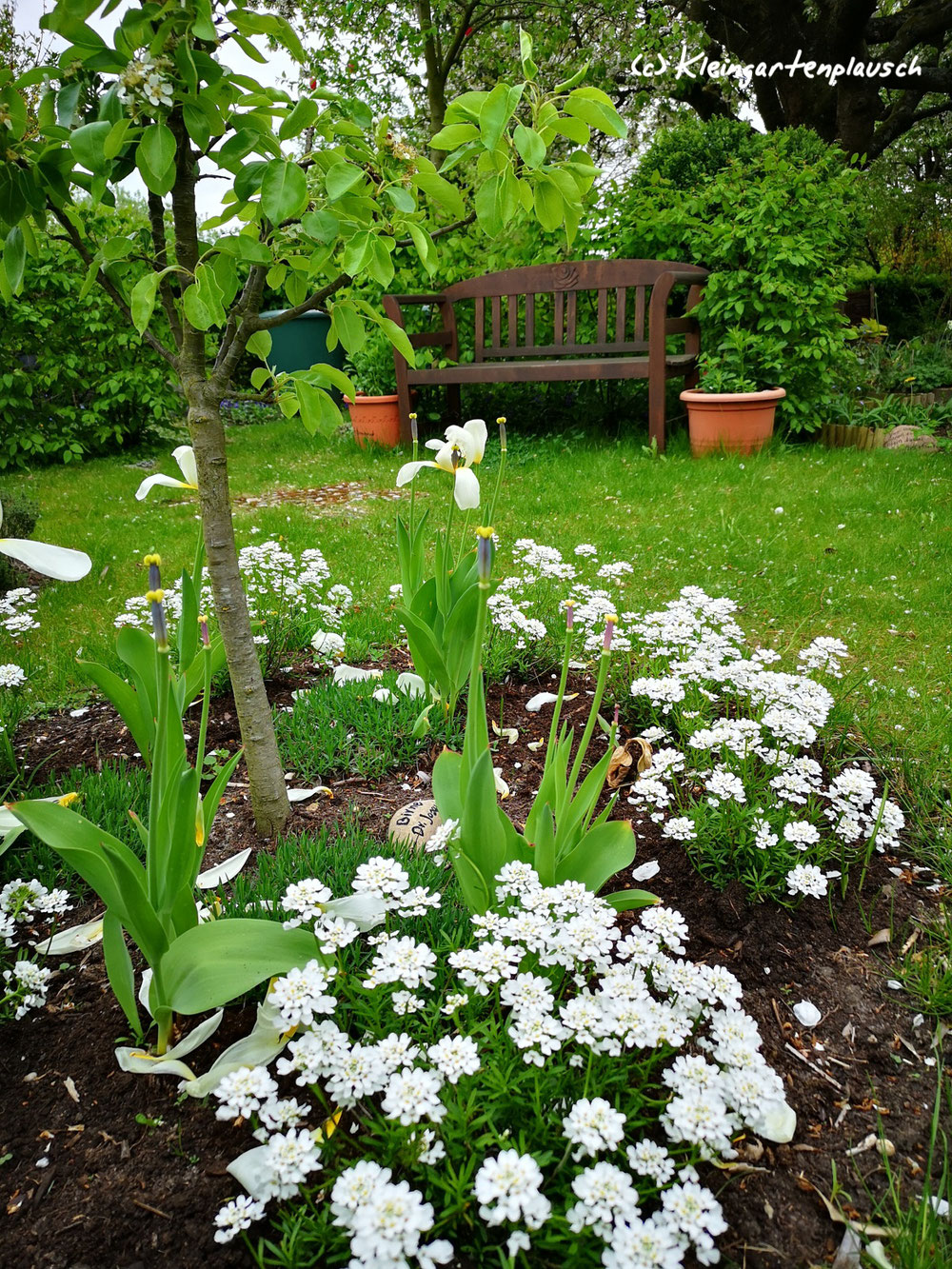 Auf diesem Beet um das leider von Gitterrost geschwächte Birnchen Dr. Joaquina gedieh nix. Nacheinander probierten wir aus: Heide, Ilex crenata, Heiligenkraut. Alle sahen so unzufrieden aus, dass auch wir es waren. Selbst die ewig munteren Hornveilchen mäkelten am Standort. Die Schleifenblume hingegen beschwert sich nicht, sondern macht einen guten Job!