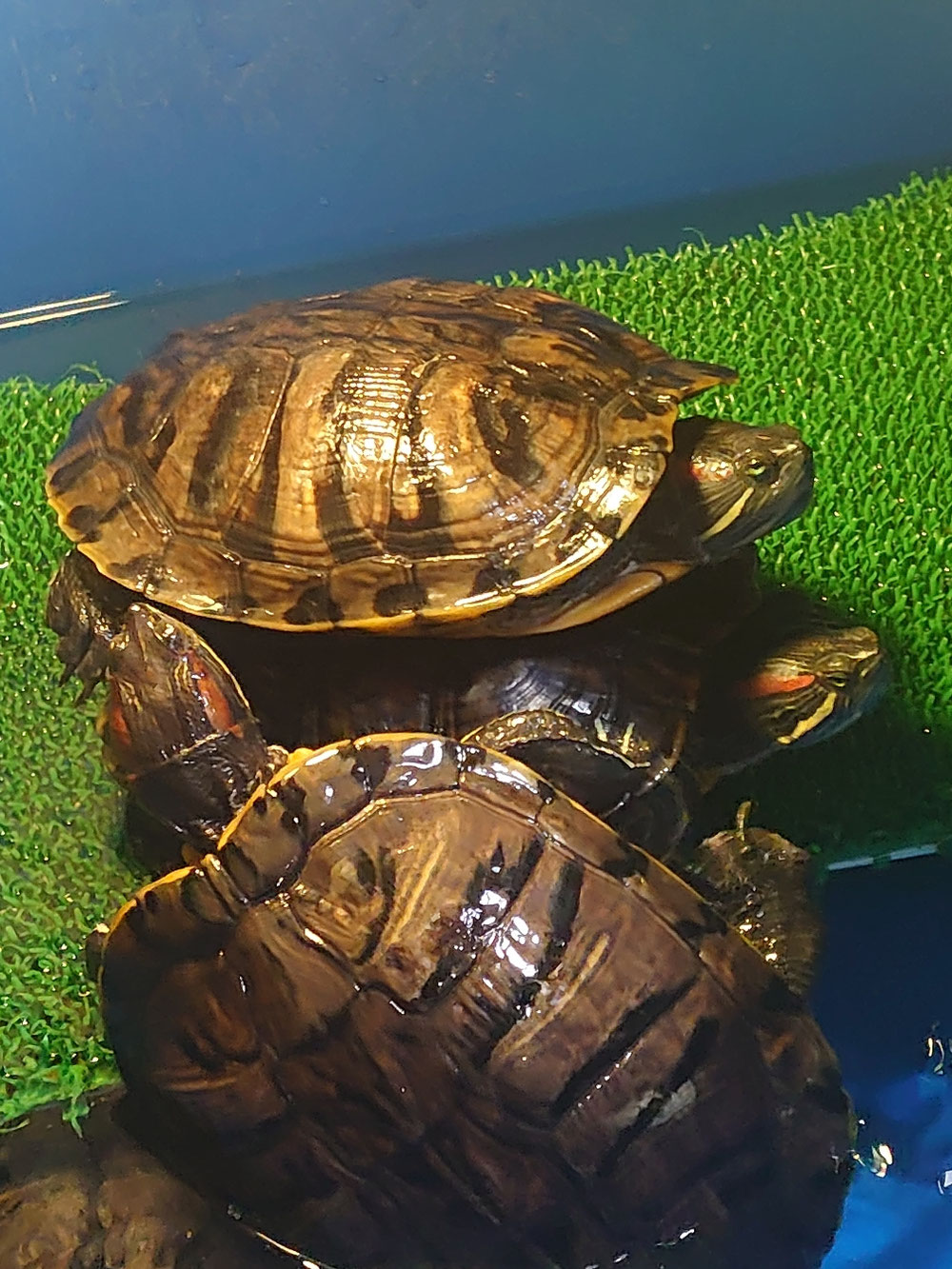 保護した我が家のアカミミガメ