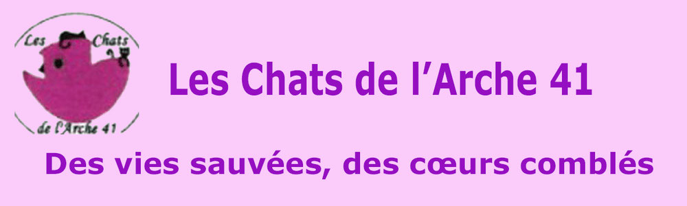 Les Chats de l'Arche 41