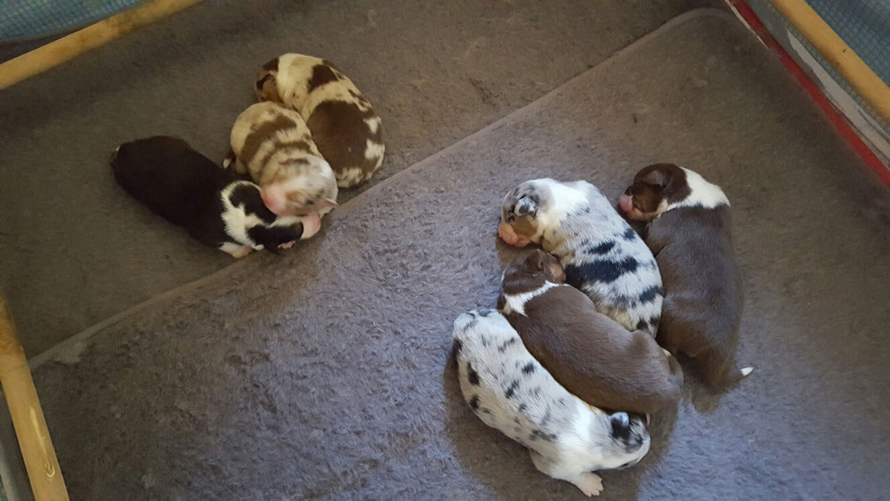 Satt und zufrieden 😍jetzt sind die Mäuse schon eine Woche alt und haben ihr Geburtsgewicht schon fast verdoppelt 