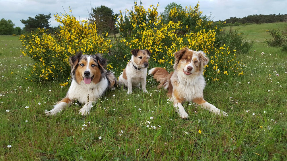 Käthe, Paul und Lotte 