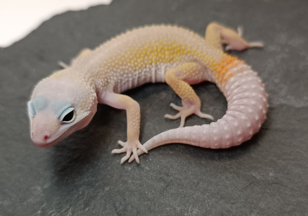 0.1 Tangerine Blizzard