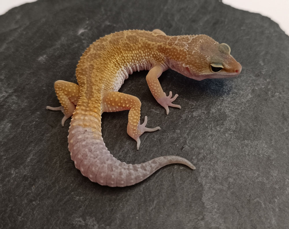 0.1 Black Night Murphy Patternless