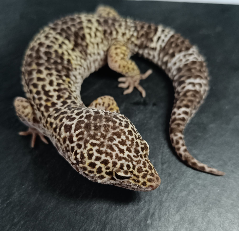1.0 Mack Snow het. MP, Bell, Eclipse 